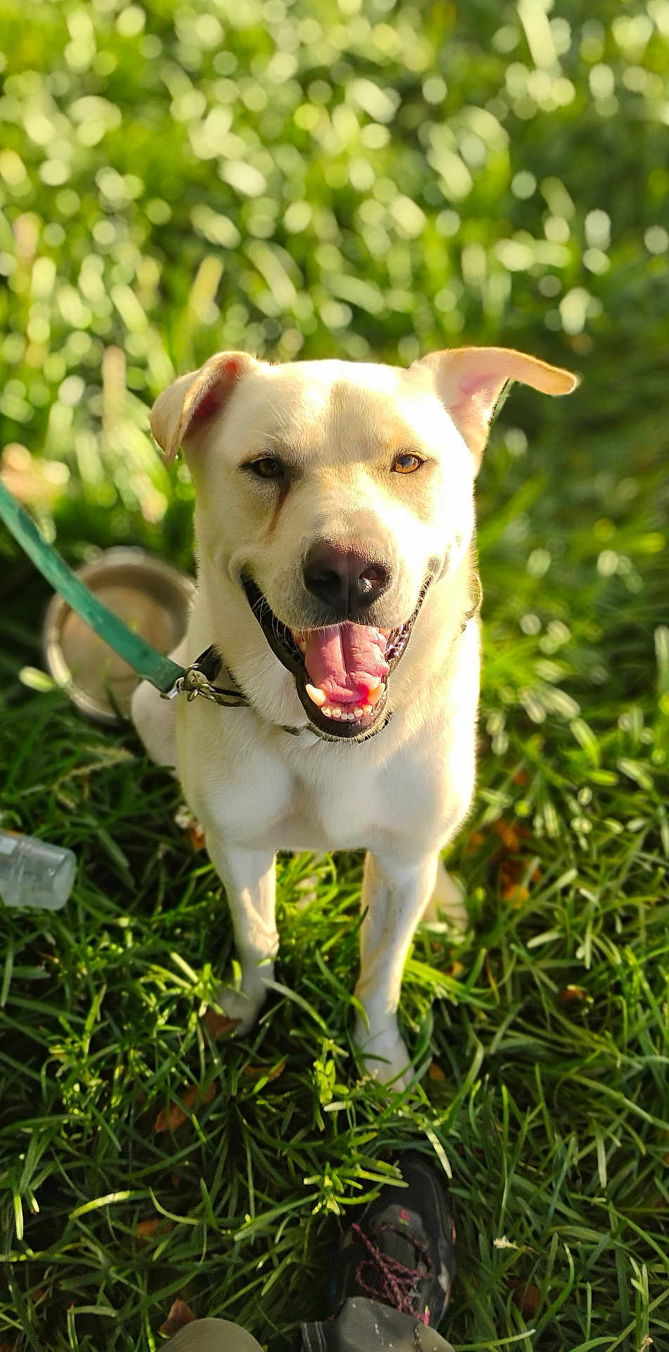 Ghost joined the competition — help win amazing prizes! dog, outdoor, grass, leash, sunlight, happy, pet, canine, tongue_out, collar, smiling, water_bowl, nature, greenery, animal, closeup, daylight, playful, field, footwear