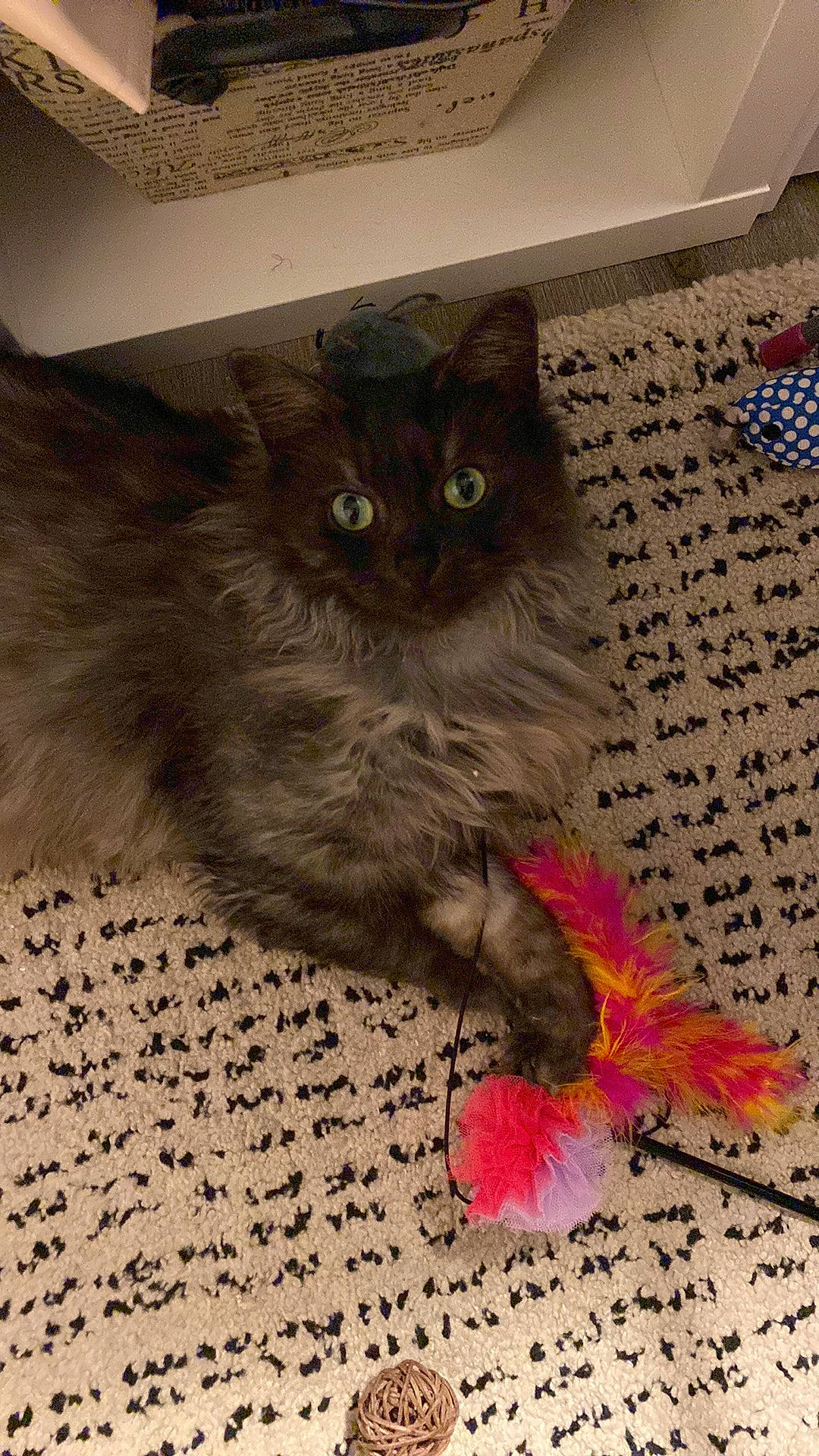 Mrs Meowgi joined the competition — help win amazing prizes! art, carnivore, cat, cat_toy, claw, domestic_short_haired_cat, fawn, felidae, floor, flooring, fur, grey, jigsaw_puzzle, pattern, paw, petal, rectangle, small_to_medium_sized_cats, tail, whiskers