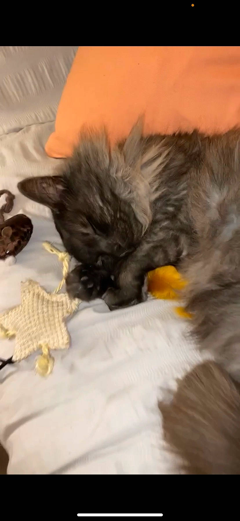 Mrs Meowgi joined the competition — help win amazing prizes! bed, canidae, carnivore, cat, claw, comfort, companion_dog, dog_breed, fawn, feather, felidae, fur, nap, paw, small_to_medium_sized_cats, snout, tail, toy_dog, whiskers, wing