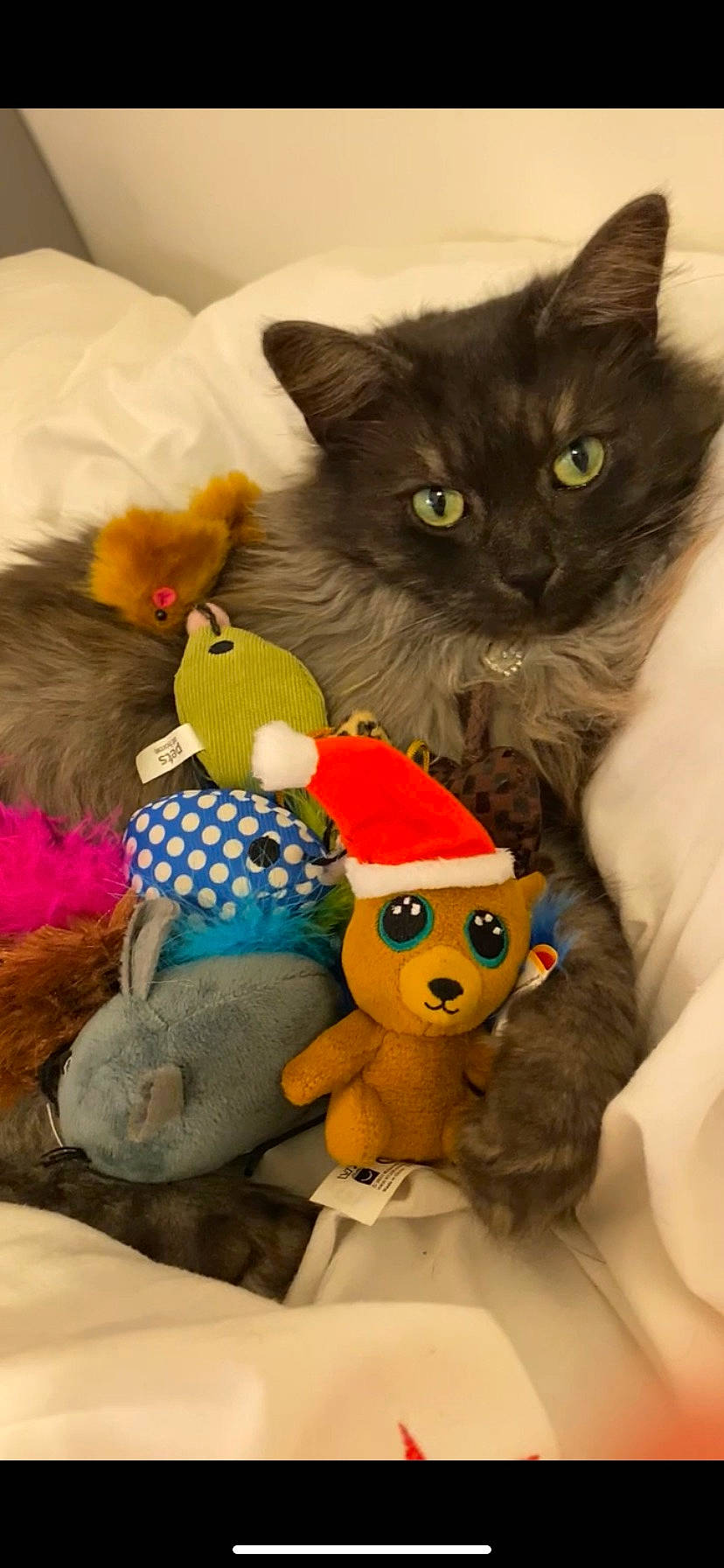 Mrs Meowgi is registered to the contest to win money with this photo: art, baby_toys, carnivore, cat, cat_supply, cat_toy, domestic_short_haired_cat, fawn, felidae, fur, mammal, orange, pet_supply, plush, small_to_medium_sized_cats, stuffed_toy, tail, toy, vertebrate, whiskers