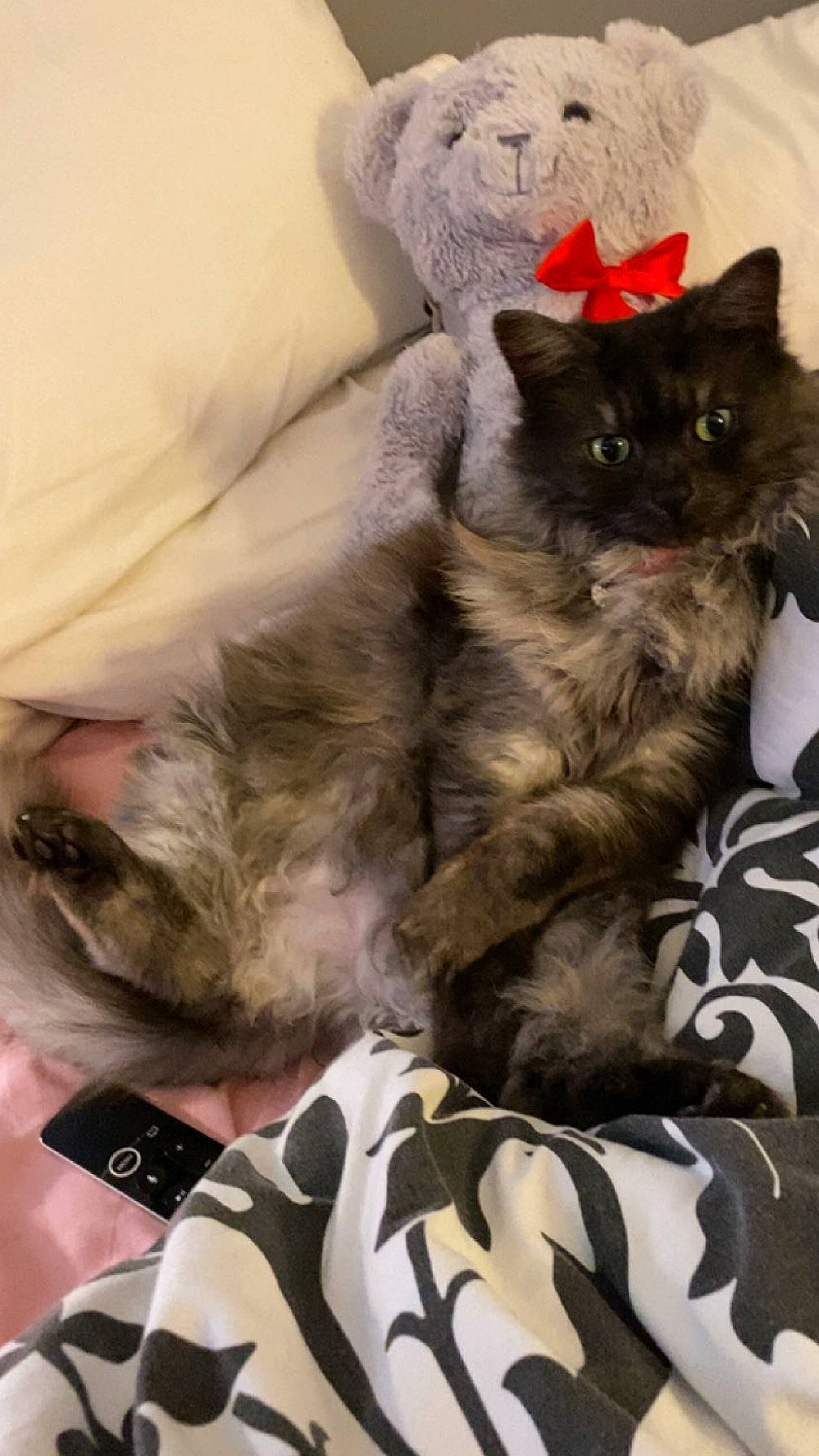 Mrs Meowgi joined the competition — help win amazing prizes! bag, black_cat, carnivore, cat, cat_bed, claw, comfort, domestic_short_haired_cat, fawn, felidae, fur, grey, nap, paw, sitting, small_to_medium_sized_cats, snout, tail, terrestrial_animal, whiskers