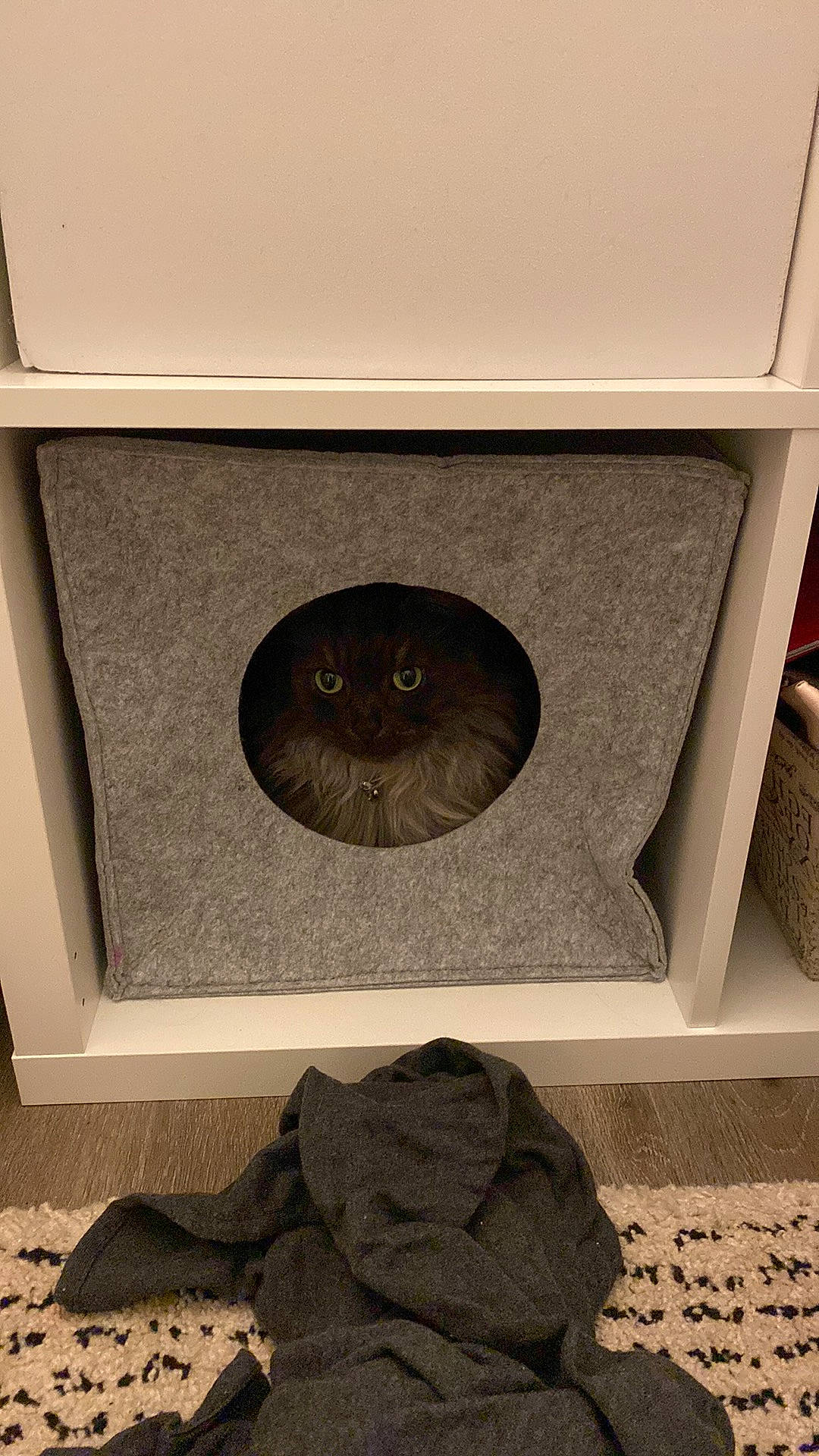 Mrs Meowgi is registered to the contest to win money with this photo: audio_equipment, automotive_tire, black, carnivore, cat, circle, comfort, felidae, floor, flooring, grey, hardwood, loudspeaker, rectangle, room, small_to_medium_sized_cats, studio_monitor, whiskers, wood, wood_stain