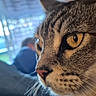 Titan participe au concours pour gagner de l'argent avec cette photo : cat, tabby_cat, close_up, indoor, animal, pet, whiskers, fur, eyes, portrait, window, blurred_background, person, home, furniture, curtains, domestic_animal, mammal, looking, side_view