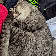 Titan participe au concours pour gagner de l'argent avec cette photo : cat, tabby, sleeping, curled_up, gray_cat, feline, pet, cozy, resting, clothing, fabric, soft, nap, indoor, cute, fur, whiskers, tail, relaxed, animal