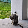 Titan a rejoint le concours — aidez-le/la à gagner de superbes lots ! cat, animal, outdoor, grass, wall, outlet, tile_floor, gray_cat, pet, curious, sitting, fence, greenery, shadow, daylight, portrait, alone, funny, illusion, quiet
