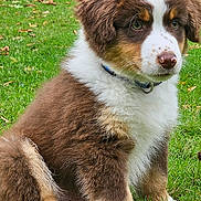 Arran participe au concours pour gagner de l'argent avec cette photo : puppy, dog, grass, outdoor, pet, cute, brown, white, fur, collar, animal, sitting, nature, leaf, young, playful, adorable, canine, park, background