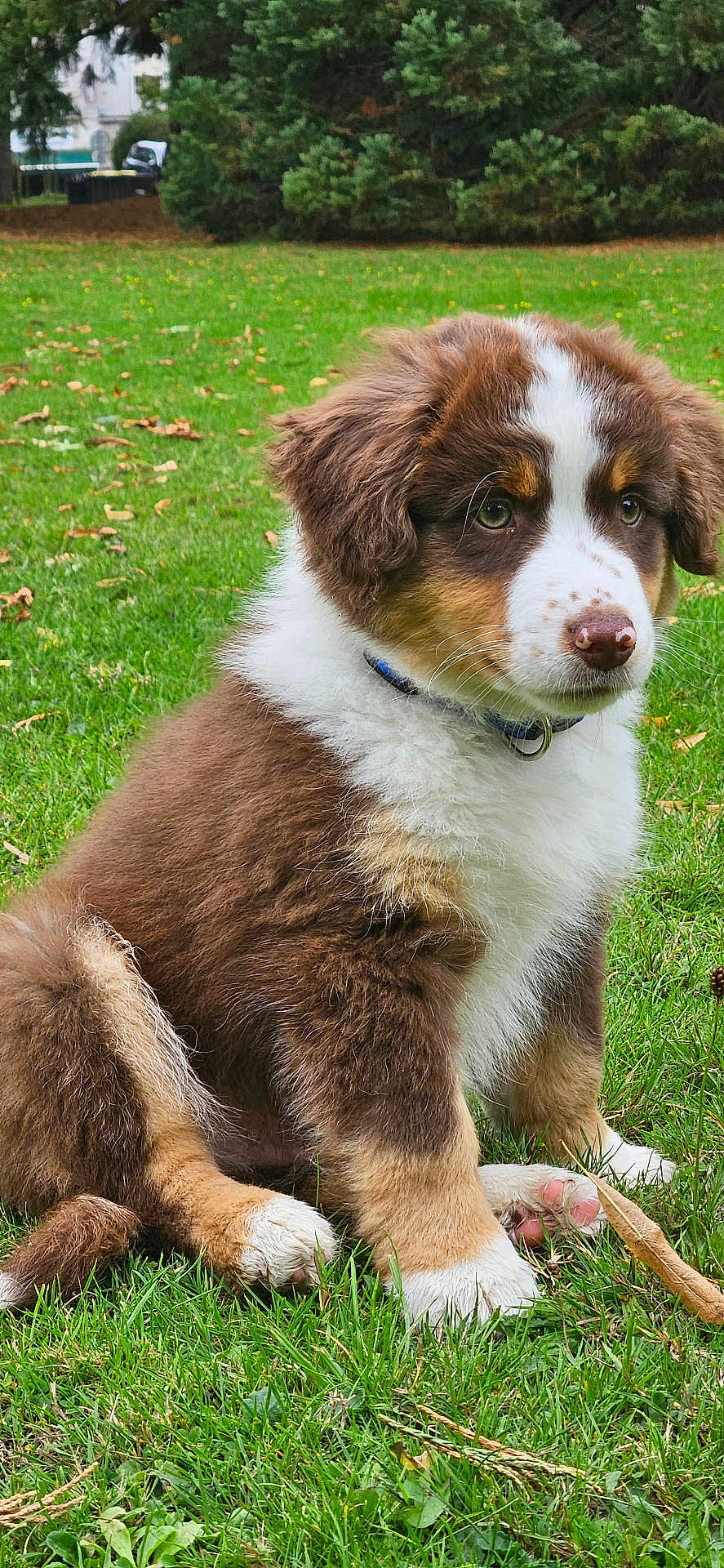 Arran participe au concours pour gagner de l'argent avec cette photo : puppy, dog, grass, outdoor, pet, cute, brown, white, fur, collar, animal, sitting, nature, leaf, young, playful, adorable, canine, park, background