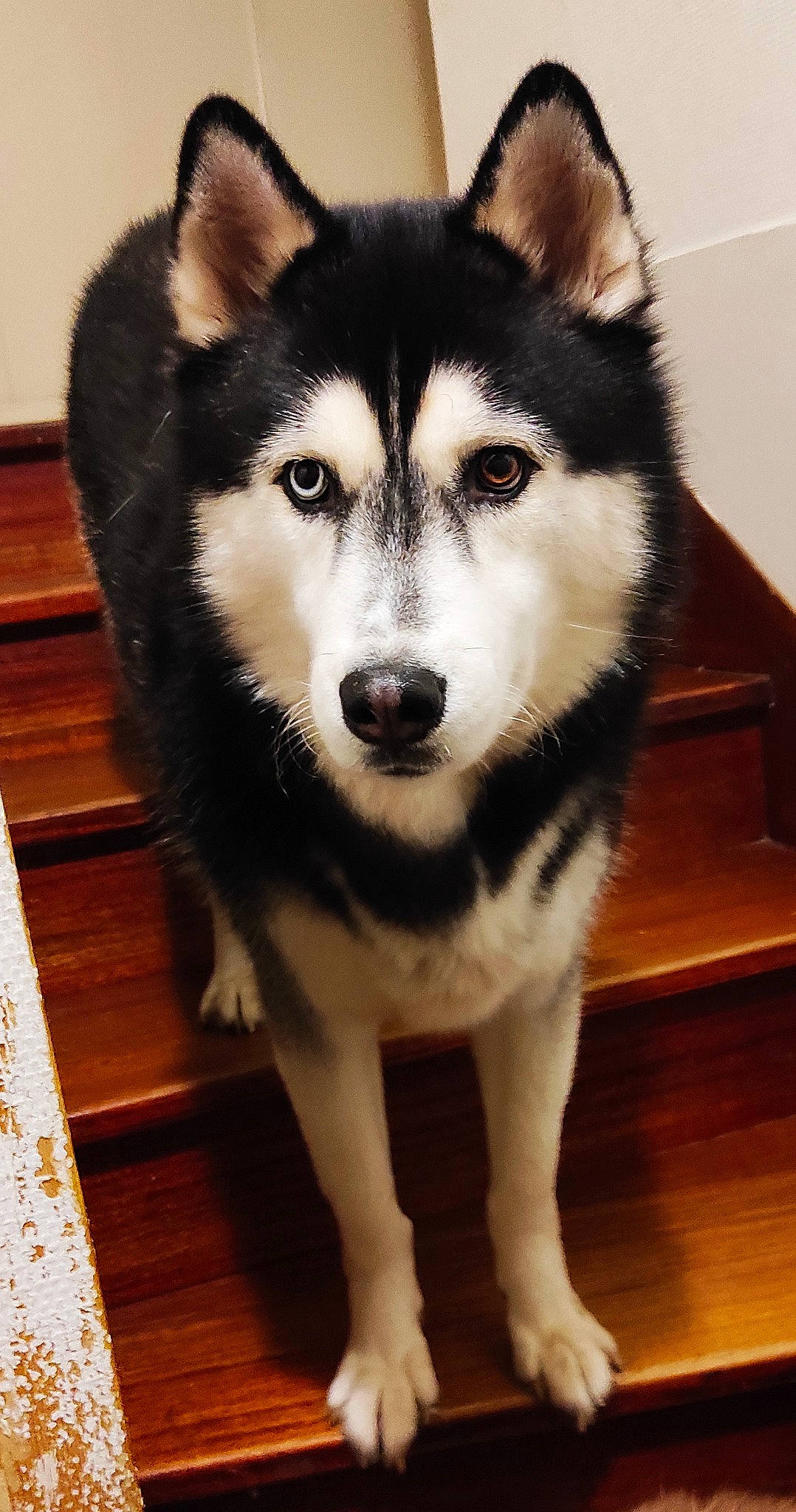 Nanook participe au concours pour gagner de l'argent avec cette photo : canidae, canis, carnivore, companion_dog, dog, dog_breed, eye, flooring, fur, hardwood, head, siberian_husky, sled_dog, snout, sporting_group, terrestrial_animal, whiskers, wolf, wood, working_animal