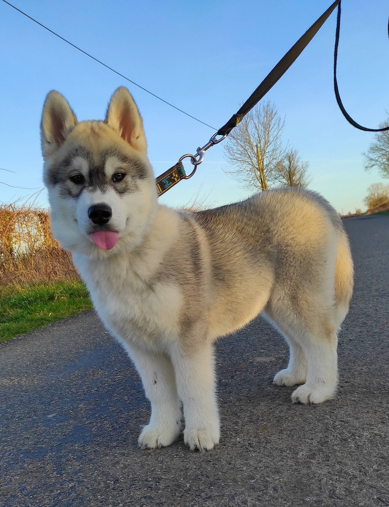 Montana participe au concours pour gagner de l'argent avec cette photo : ancient_dog_breeds, canidae, canis, carnivore, collar, companion_dog, dog, dog_breed, fawn, leash, pet_supply, siberian_husky, sky, sled_dog, snout, sporting_group, tail, terrestrial_animal, working_animal, working_dog