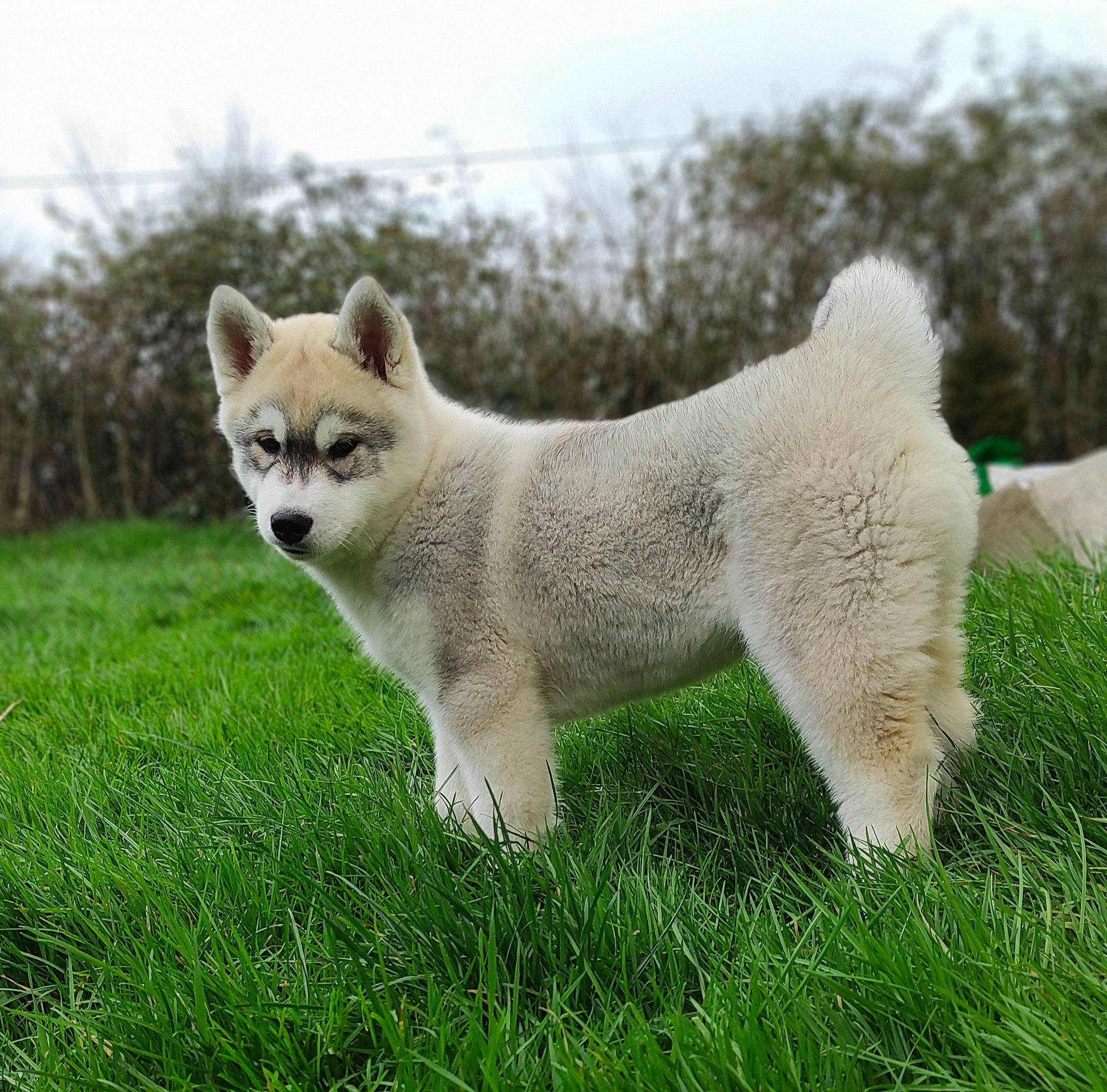 Montana participe au concours pour gagner de l'argent avec cette photo : canidae, carnivore, companion_dog, dog_breed, eye, fawn, felidae, grass, grassland, natural_environment, natural_landscape, plant, sky, small_to_medium_sized_cats, swift_fox, tail, terrestrial_animal, tree, water, whiskers