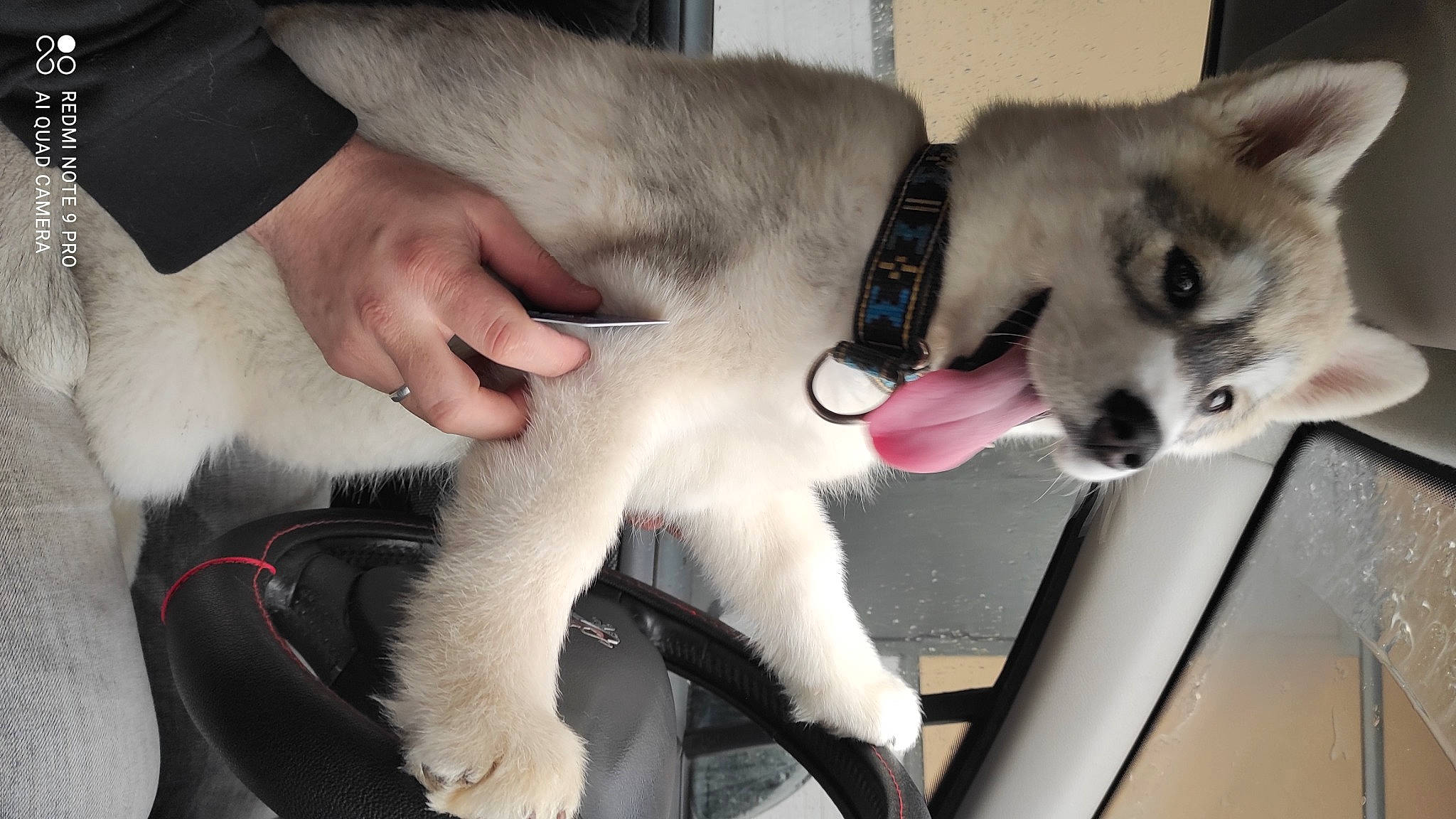 Montana a rejoint le concours — aidez-le/la à gagner de superbes lots ! canidae, carnivore, collar, companion_dog, dog, dog_breed, dog_collar, fawn, felidae, foot, fur, jaw, non_sporting_group, paw, small_to_medium_sized_cats, snout, sporting_group, tail, whiskers, working_animal