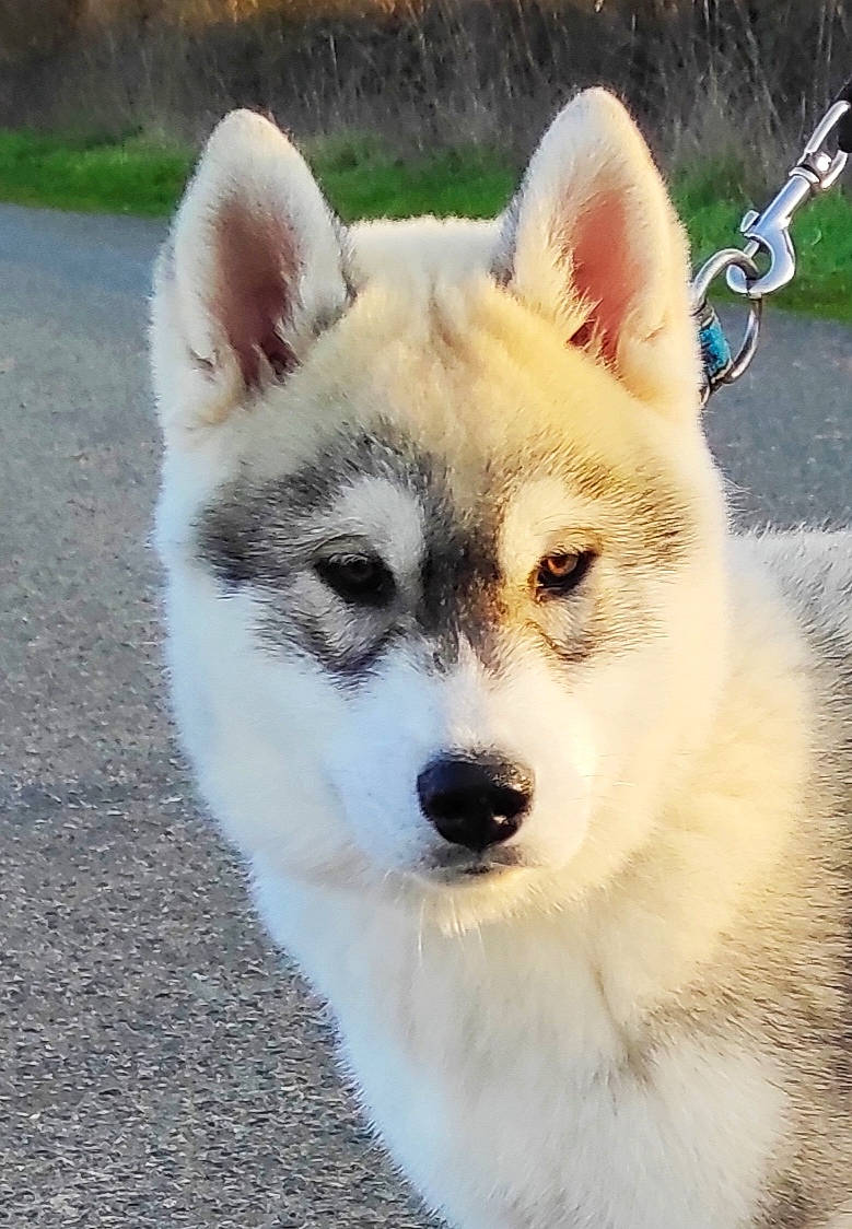 Montana participe au concours pour gagner de l'argent avec cette photo : ancient_dog_breeds, canidae, carnivore, collar, companion_dog, dog, dog_breed, fawn, fur, grass, jaw, sled_dog, snout, sporting_group, tail, terrestrial_animal, tree, whiskers, working_animal, working_dog