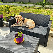 Solène a rejoint le concours — aidez-le/la à gagner de superbes lots ! backyard, concrete_floor, daytime, dog, garden, grass, greenery, labrador, leash, nature, outdoor, pet, potted_plant, purple_pot, relaxed, shadow, sofa, sunlight, table, wicker_furniture