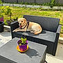 backyard, concrete_floor, daytime, dog, garden, grass, greenery, labrador, leash, nature, outdoor, pet, potted_plant, purple_pot, relaxed, shadow, sofa, sunlight, table, wicker_furniture