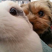 Lapinou participe au concours pour gagner de l'argent avec cette photo :