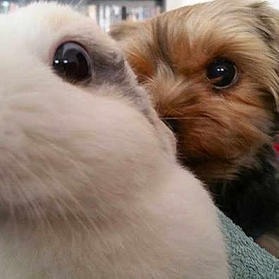 Lapinou