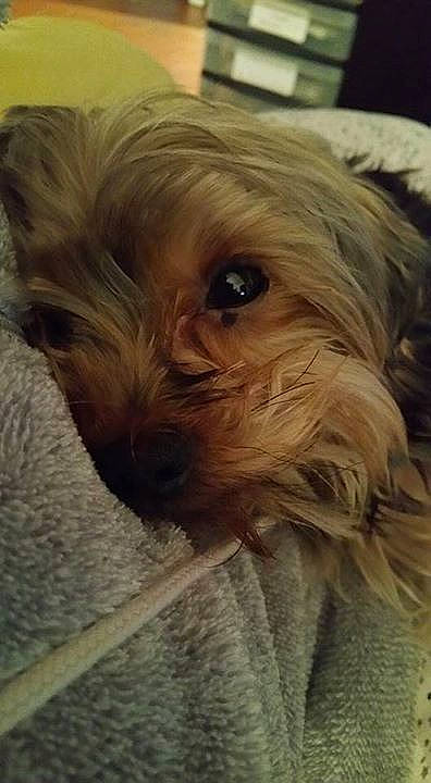 Lulu