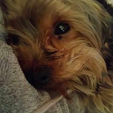 Lulu