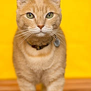 Griffin is registered to the contest to win money with this photo: cat, closeup, collar, curious, ears, feline, front_legs, fur, ginger_cat, green_eyes, indoor, looking_at_camera, pet, portrait, shallow_depth_of_field, sitting, tag, whiskers, wooden_floor, yellow_background
