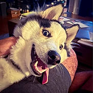 Stinky is registered to the contest to win money with this photo: dog, husky, tongue_out, happy, pet, indoor, furniture, person, leg, closeup, canine, smiling, household, table, papers, ears, fur, companion, animal, domestic