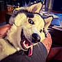 dog, husky, tongue_out, happy, pet, indoor, furniture, person, leg, closeup, canine, smiling, household, table, papers, ears, fur, companion, animal, domestic
