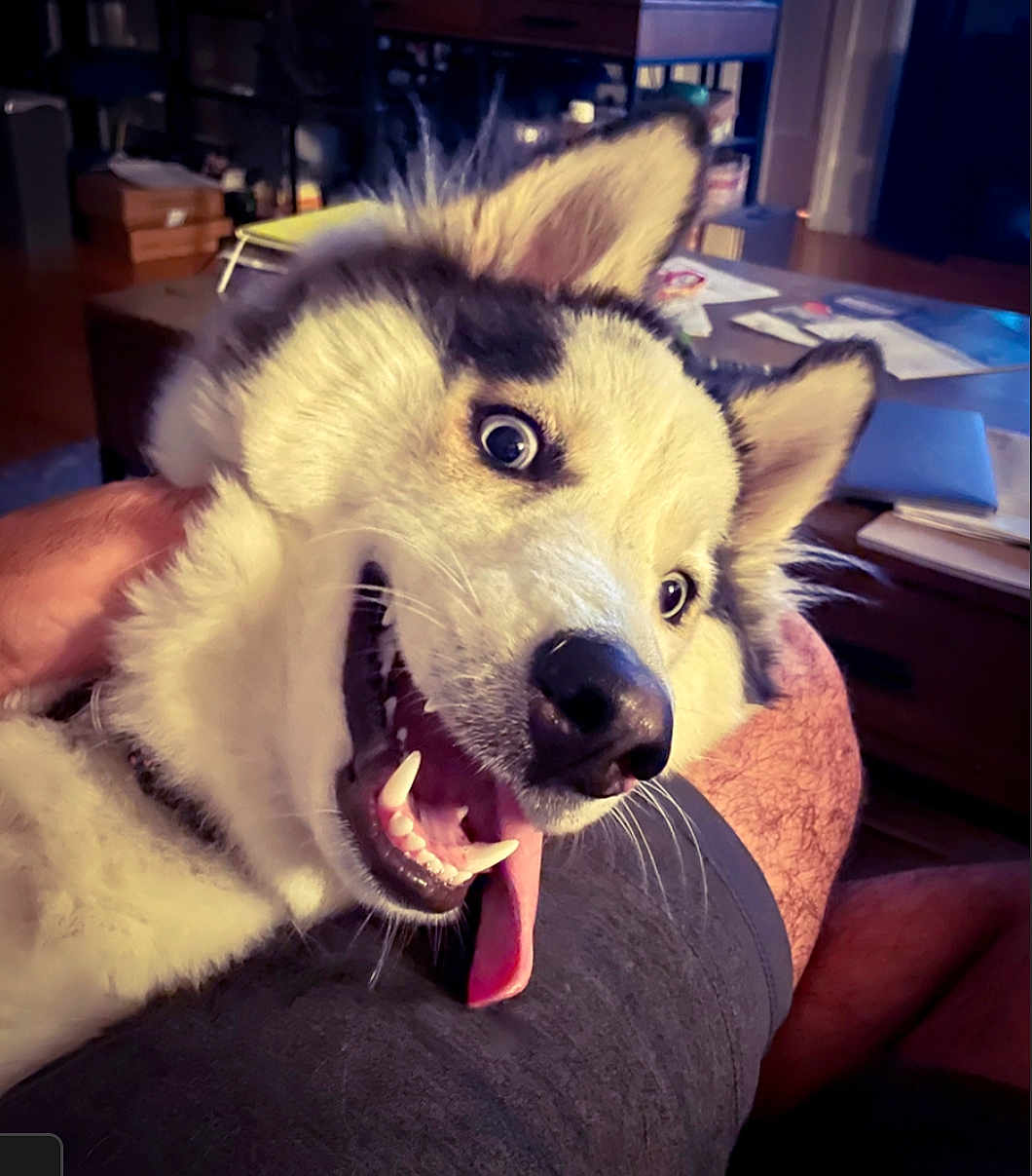 Stinky is registered to the contest to win money with this photo: dog, husky, tongue_out, happy, pet, indoor, furniture, person, leg, closeup, canine, smiling, household, table, papers, ears, fur, companion, animal, domestic