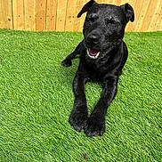 Alfie is registered to the contest to win money with this photo: dog, black_dog, grass, fence, outdoor, pet, canine, happy, smiling, sunlight, nature, animal, playful, resting, fur, tongue, paw, closeup, daylight, content