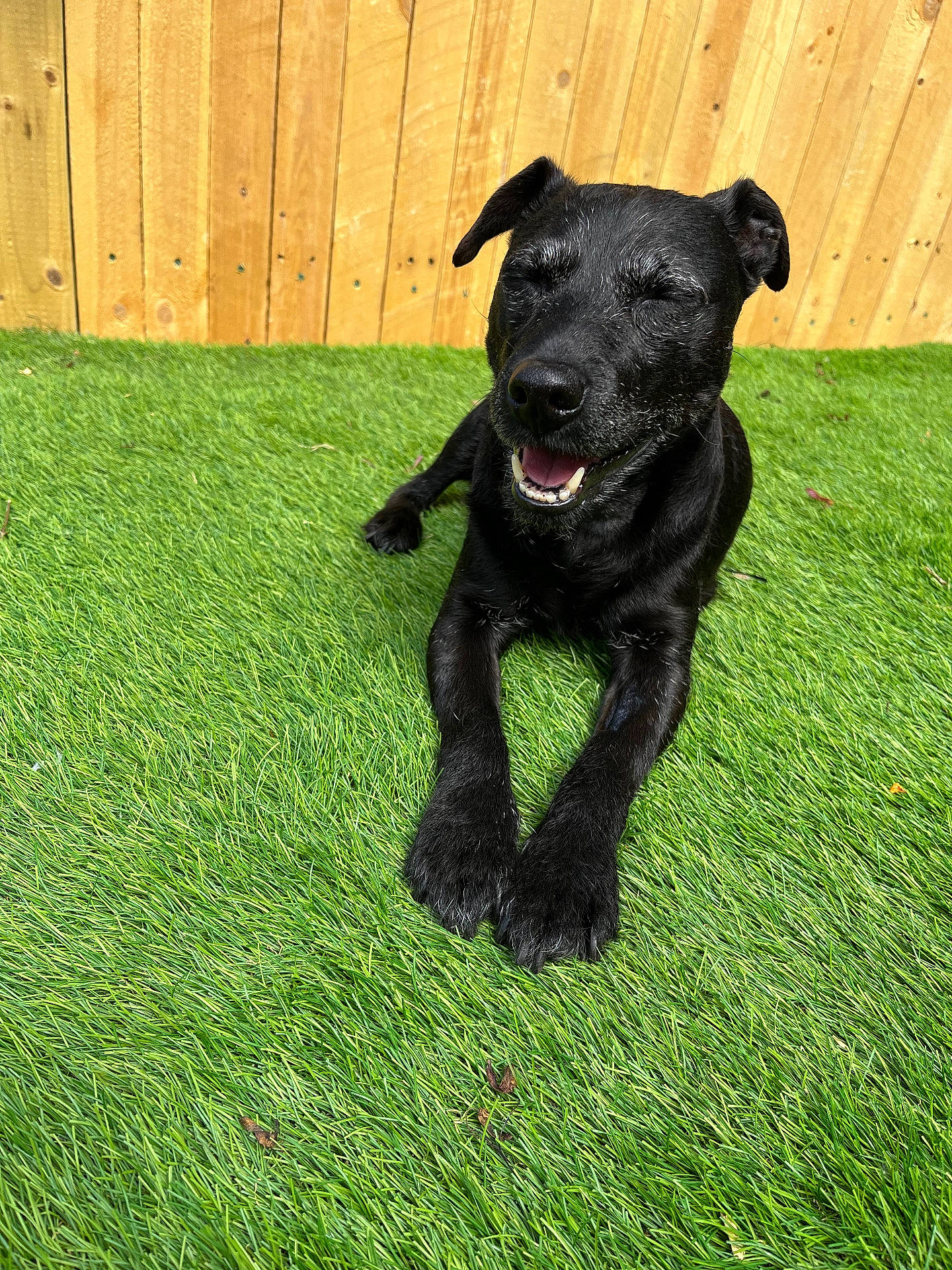 animal, black_dog, canine, closeup, content, daylight, dog, fence, fur, grass, happy, nature, outdoor, paw, pet, playful, resting, smiling, sunlight, tongue