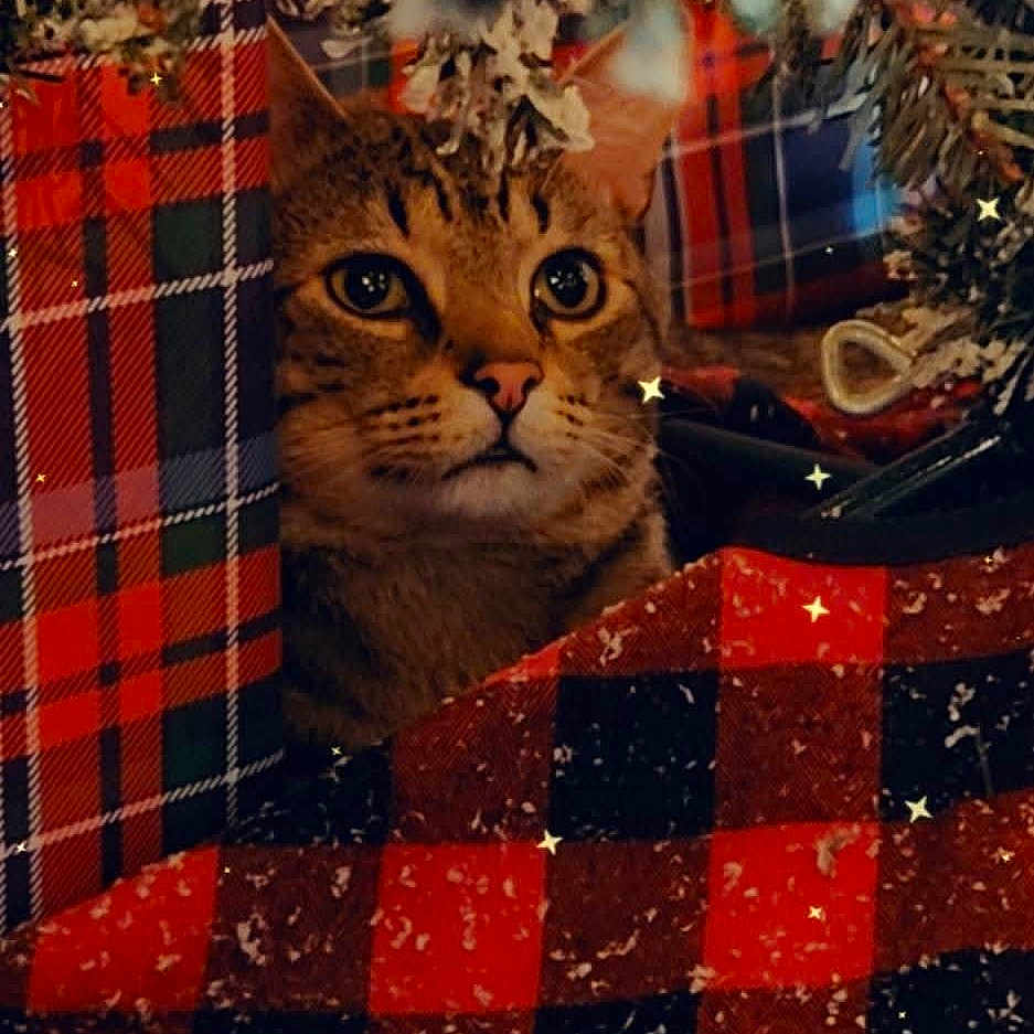 Jack joined the competition — help win amazing prizes! animal, black, blanket, cat, checkered, cozy, decor, ears, eyes, face, festive, fur, greenery, holiday, indoor, pet, pine, plaid, red, warm
