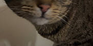 Jack is registered to the contest to win money with this photo: cat, tabby, close_up, green_eyes, curious, indoor, pet, animal, feline, whiskers, ears, face, plate, crumbs, food, table, domestic, cute, fur, nose