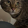 cat, tabby, close_up, green_eyes, curious, indoor, pet, animal, feline, whiskers, ears, face, plate, crumbs, food, table, domestic, cute, fur, nose