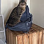 Jack is registered to the contest to win money with this photo: cat, tabby_cat, backpack, wooden_chest, indoor, furniture, pet, animal, striped, sitting, looking, ears, whiskers, eyes, feline, domestic_animal, household, resting, storage, container