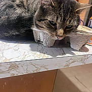 Jack is registered to the contest to win money with this photo: cat, tabby, indoor, table, egg_carton, marble_pattern, resting, animal, pet, feline, closeup, head, face, ears, whiskers, fur, kitchen, brown, gray, curious