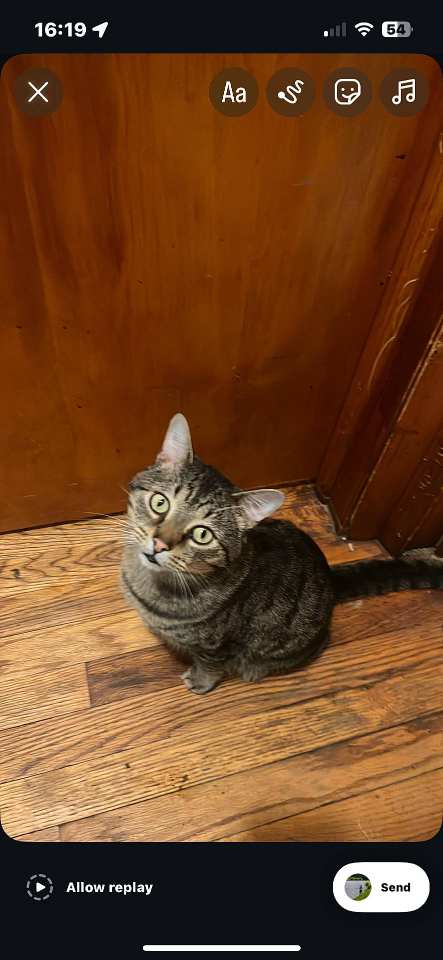 Jack is registered to the contest to win money with this photo: animal, cat, closeup, curious, cute, domestic_cat, ears, feline, fur, green_eyes, household, indoor, looking_up, pet, sitting, tabby, tail, whiskers, wooden_door, wooden_floor