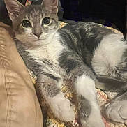 Rogue is registered to the contest to win money with this photo: cat, gray_cat, white_cat, kitten, pet, animal, indoor, blanket, knitted_blanket, cushion, beige_cushion, relaxed, resting, fur, whiskers, paw, closeup, looking, cute, cozy