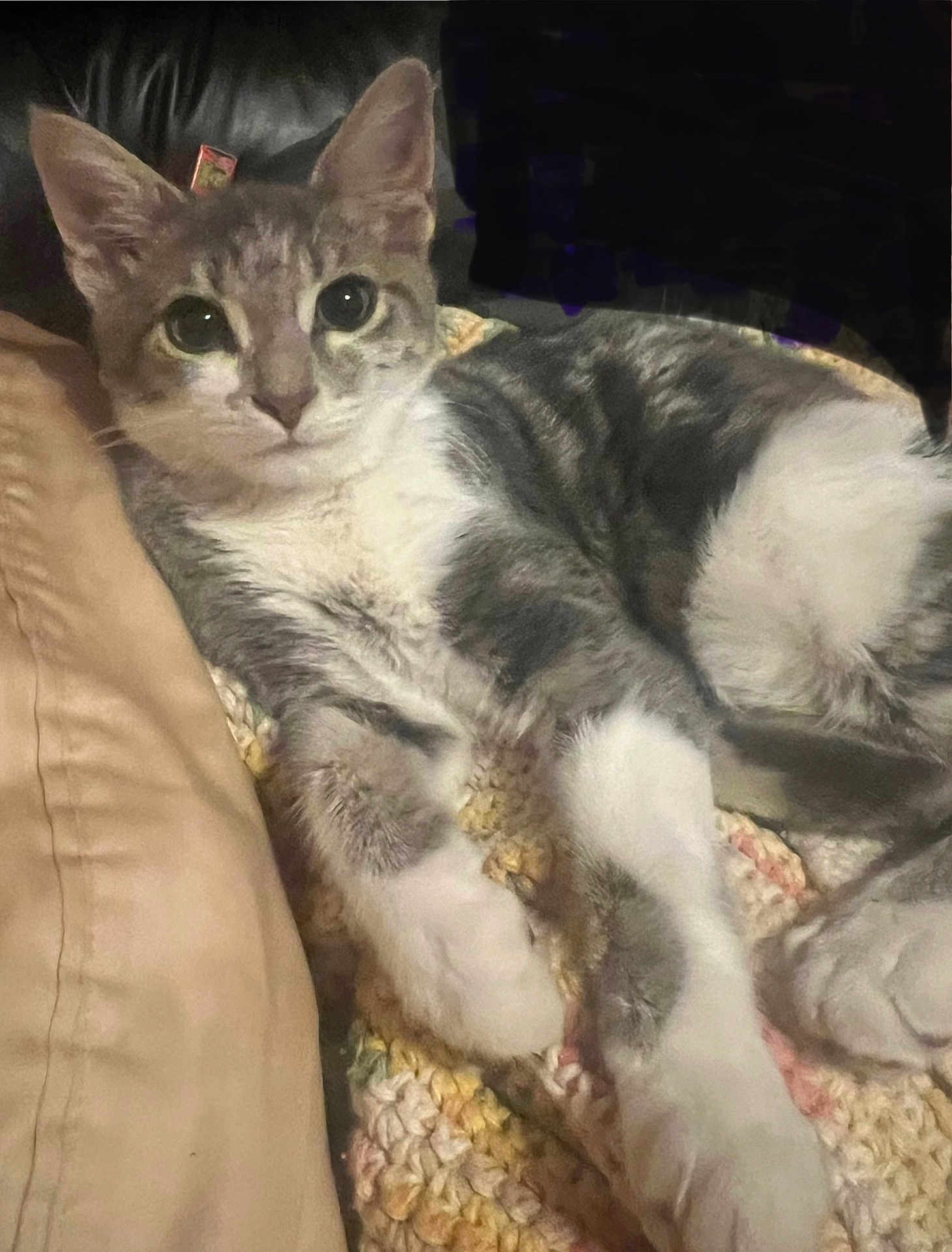 Rogue is registered to the contest to win money with this photo: cat, gray_cat, white_cat, kitten, pet, animal, indoor, blanket, knitted_blanket, cushion, beige_cushion, relaxed, resting, fur, whiskers, paw, closeup, looking, cute, cozy