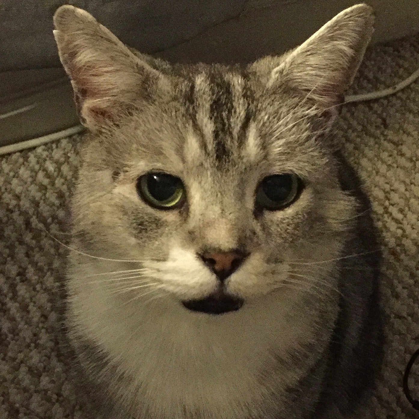 Henry joined the competition — help win amazing prizes! abyssinian, angora, animal, cat, egyptiancat, kitten, manx, pet, siamese