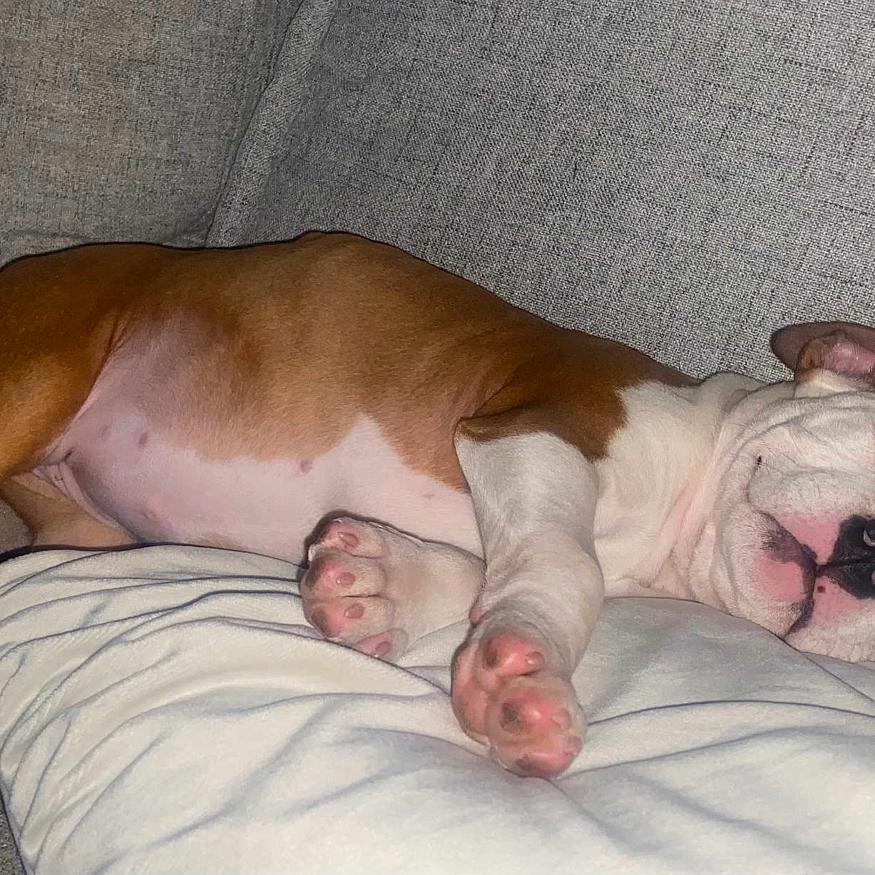 Zazou participe au concours pour gagner de l'argent avec cette photo : animal, blanket, boxer, bulldog, canine, couch, cushion, dog, frenchbulldog, furniture, homedecor, hound, indoors, interiordesign, person, pet, pitbull, puppy, quilt, sleeping