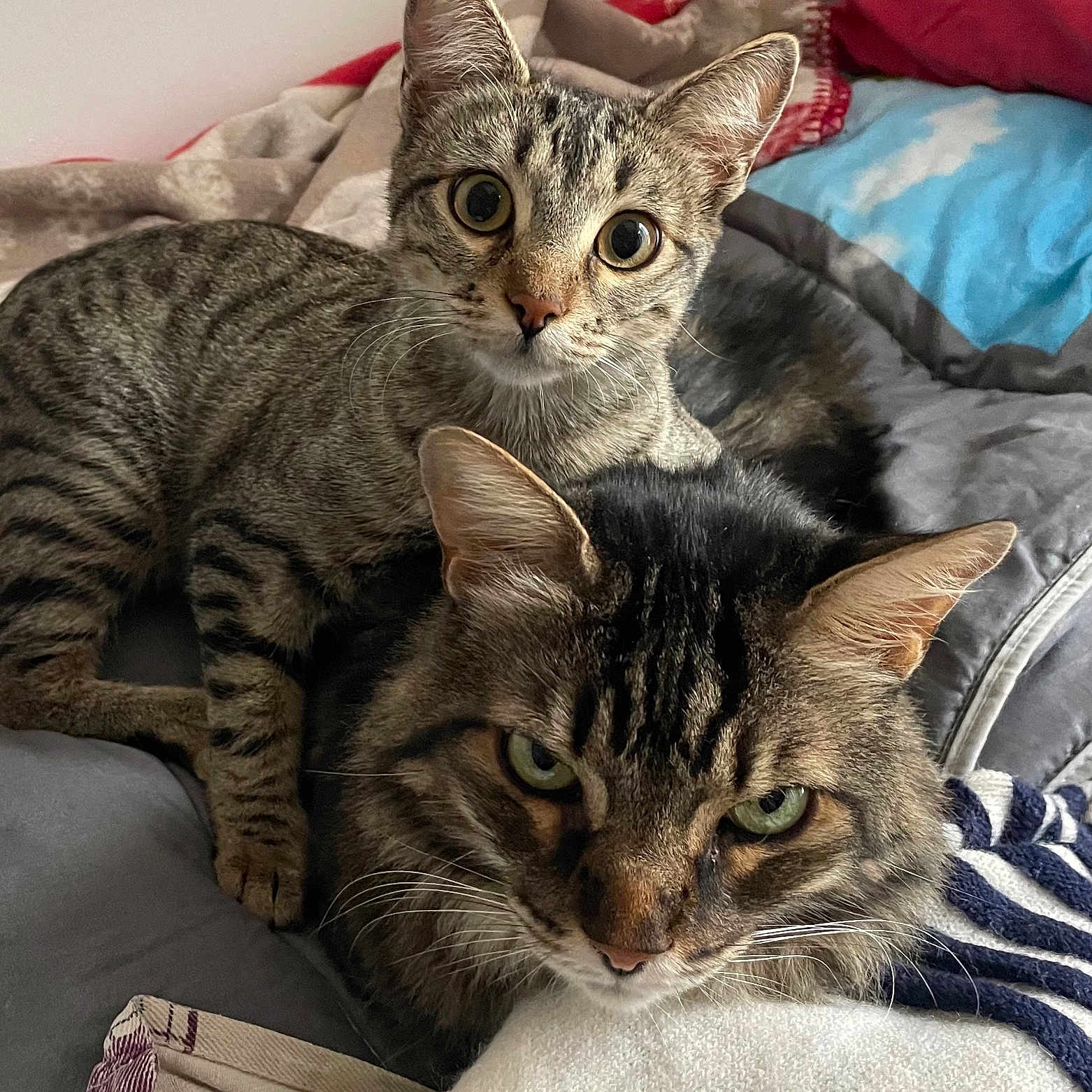 Nina Et Junior participe au concours pour gagner de l'argent avec cette photo : abyssinian, animal, bed, bedroom, blanket, cat, couch, cushion, egyptiancat, furniture, homedecor, indoors, kitten, linen, manx, person, pet, quilt, room, sleeping