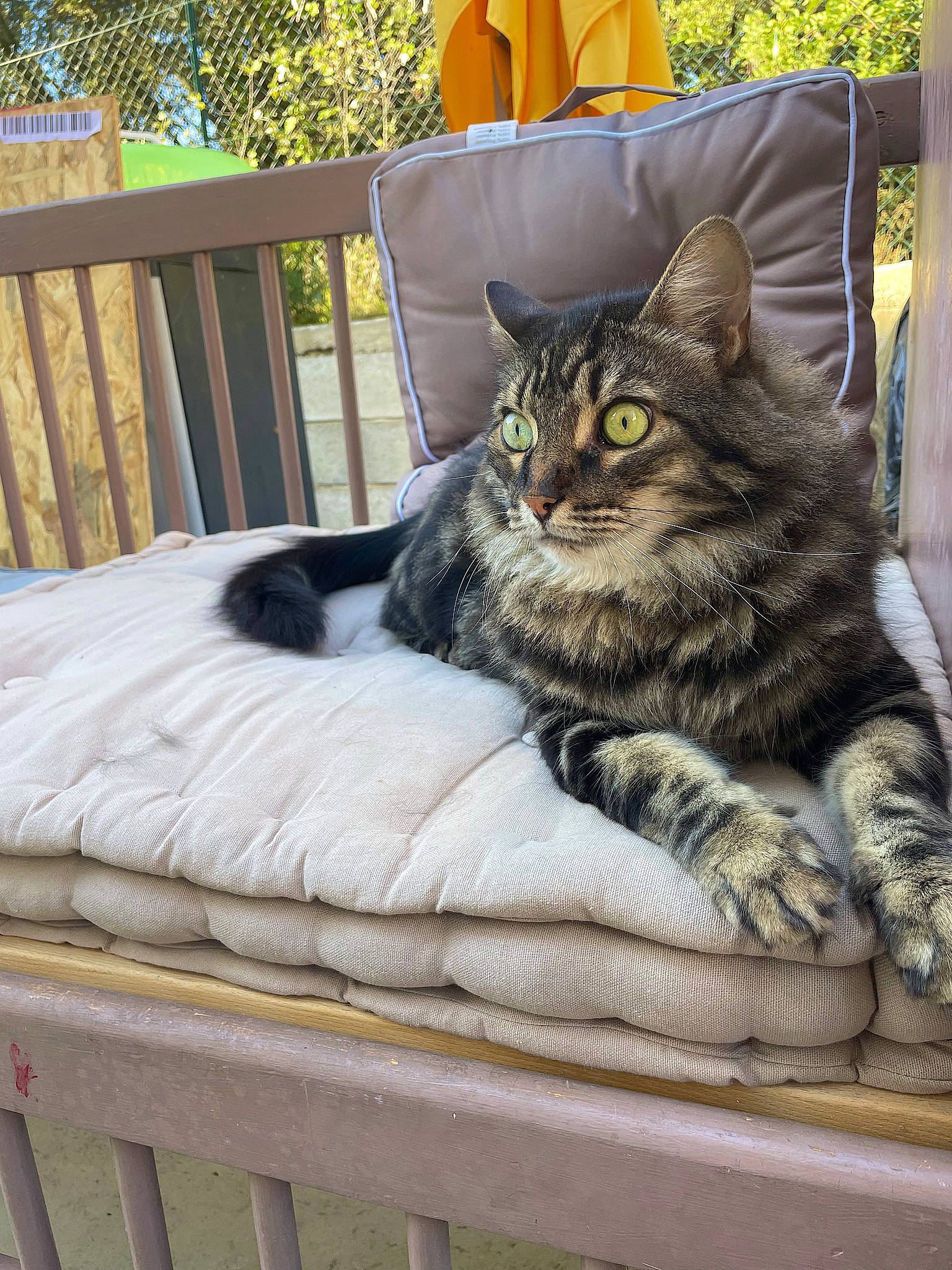 Junior a rejoint le concours — aidez-le/la à gagner de superbes lots ! carnivore, cat, comfort, couch, domestic_short_haired_cat, fawn, felidae, fur, grass, grey, linens, outdoor_furniture, plant, sitting, small_to_medium_sized_cats, tail, tree, whiskers, wildlife, wood