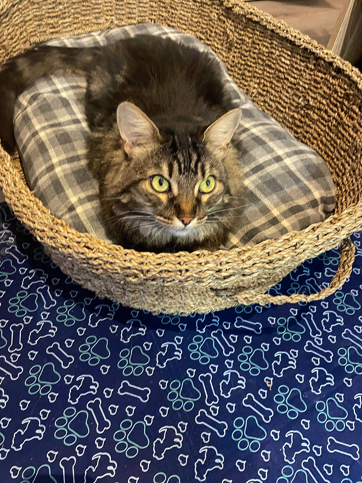 Junior participe au concours pour gagner de l'argent avec cette photo : art, bag, basket, carnivore, cat, domestic_short_haired_cat, electric_blue, felidae, fur, grass, grey, illustration, linens, painting, pattern, small_to_medium_sized_cats, textile, visual_arts, whiskers, wicker