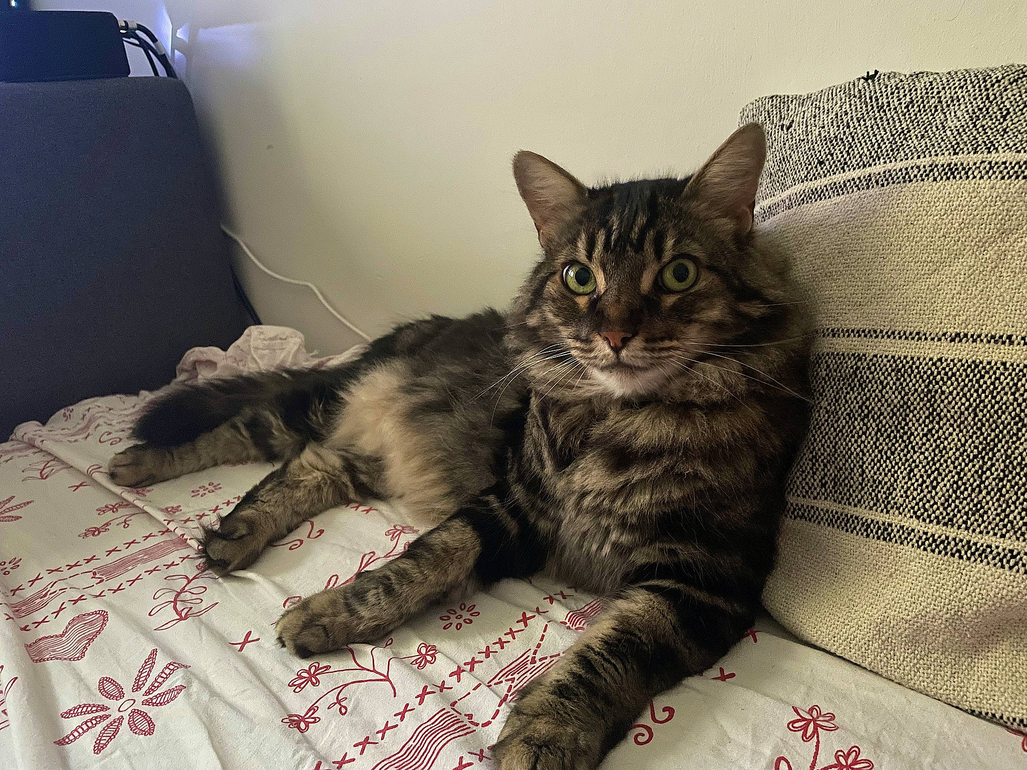 Junior a rejoint le concours — aidez-le/la à gagner de superbes lots ! bed, bedding, carnivore, cat, claw, comfort, domestic_short_haired_cat, felidae, fur, linens, nap, pattern, paw, sitting, small_to_medium_sized_cats, snout, tail, tree, whiskers