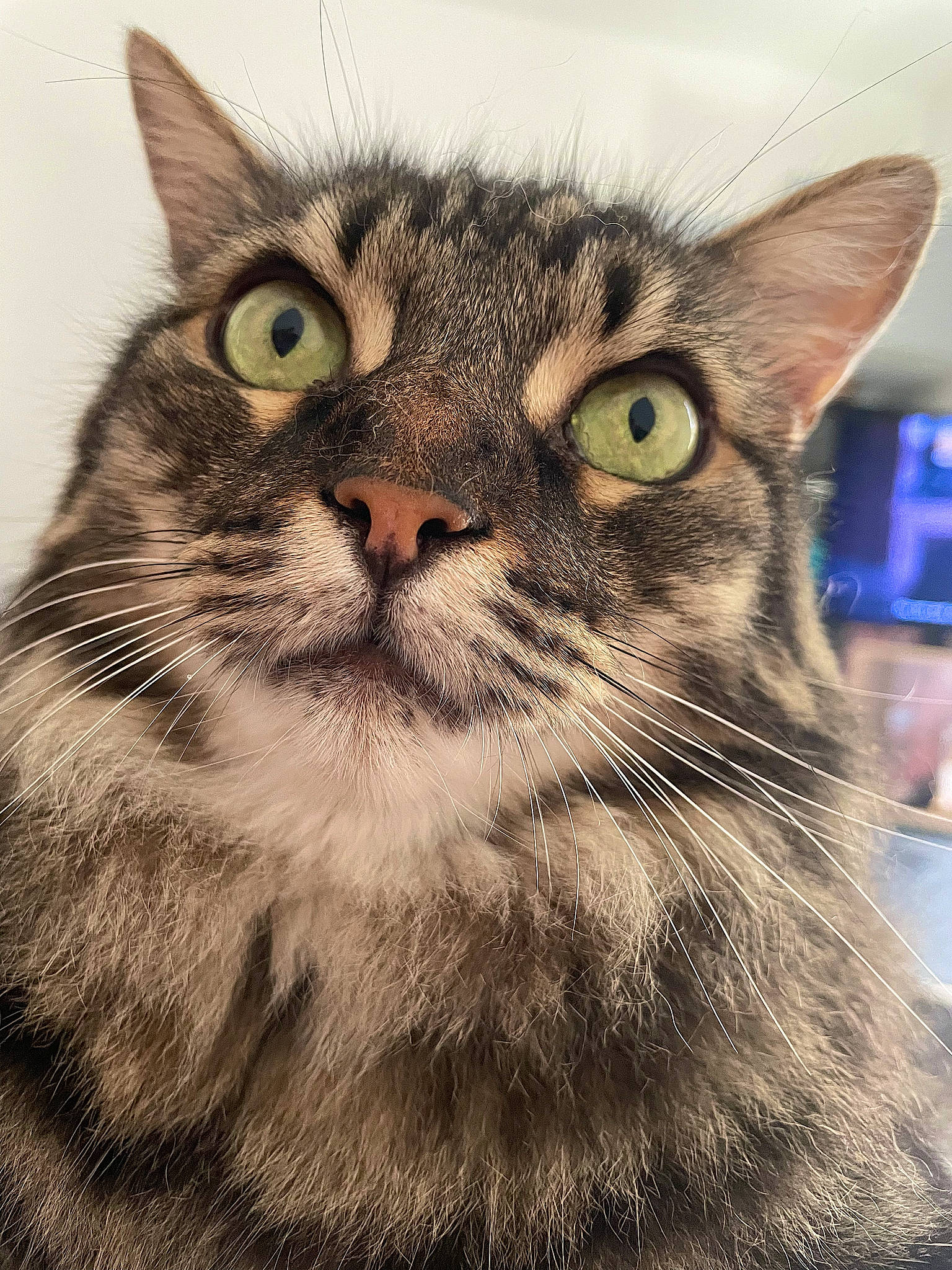 Junior a rejoint le concours — aidez-le/la à gagner de superbes lots ! carnivore, cat, close_up, domestic_short_haired_cat, felidae, fur, grass, iris, paw, small_to_medium_sized_cats, snout, surprised, terrestrial_animal, whiskers