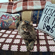 Nikita joined the competition — help win amazing prizes! animal, blanket, cat, couch, cozy, crochet, decor, feline, fluffy, holiday, home, indoor, patterned, pet, pillow, plush, relaxed, tabby, textile, window