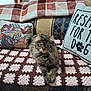 animal, blanket, cat, couch, cozy, crochet, decor, feline, fluffy, holiday, home, indoor, patterned, pet, pillow, plush, relaxed, tabby, textile, window
