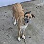 Kira participe au concours pour gagner de l'argent avec cette photo : dog, animal, pet, tan_coat, standing, concrete, outdoor, curious, ears, paws, canine, looking_up, fur, face, muzzle, tail, background, ground, nature, daylight