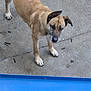 Kira participe au concours pour gagner de l'argent avec cette photo : dog, tan_coat, black_markings, curious, standing, concrete, outdoor, pavement, looking_up, ears_up, animal, pet, canine, four_legs, snout, tail, closeup, daylight, sidewalk, blue_edge