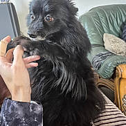 Nalya a rejoint le concours — aidez-le/la à gagner de superbes lots ! animal, bandage, black_dog, close_up, companion, couch, cozy, curious, cushion, dog, domestic, fingers, fur, furniture, hand, indoor, interaction, living_room, pet, playful