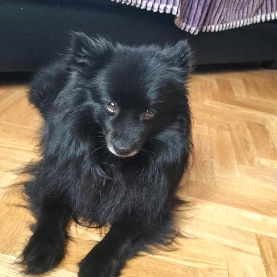 Nalya a rejoint le concours — aidez-le/la à gagner de superbes lots ! animal, black_dog, blanket, companion, couch, cute, dog, domestic, floor, fluffy, fur, furniture, household, indoor, living_room, parquet_floor, pet, relaxed, sitting, small_dog