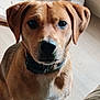 dog, brown_dog, pet, indoor, floor, dog_bed, collar, curious, animal, canine, sitting, looking, ears, fur, snout, whiskers, domestic, home, light, wooden_floor